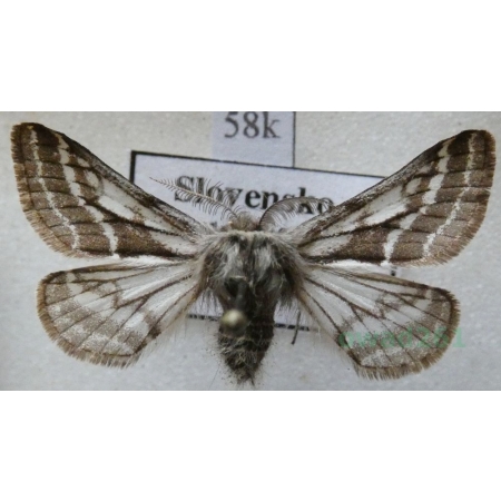 Lycia zonaria (Denis & Schiffermüller, 1775) male Włochacz pasiak Slovenia58k